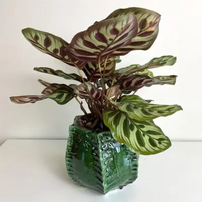 Marokkanischer handgefertigter Keramik-Blumentopfversteck in Grün mit einer Pflanze darin