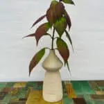 runde Vase weiß Tamegroute