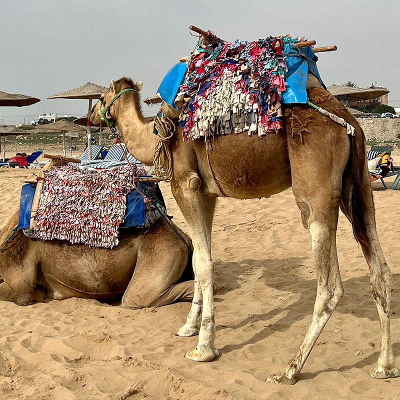 kamel med et boucherouite tæppe på