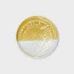 plate halfsun flat 5